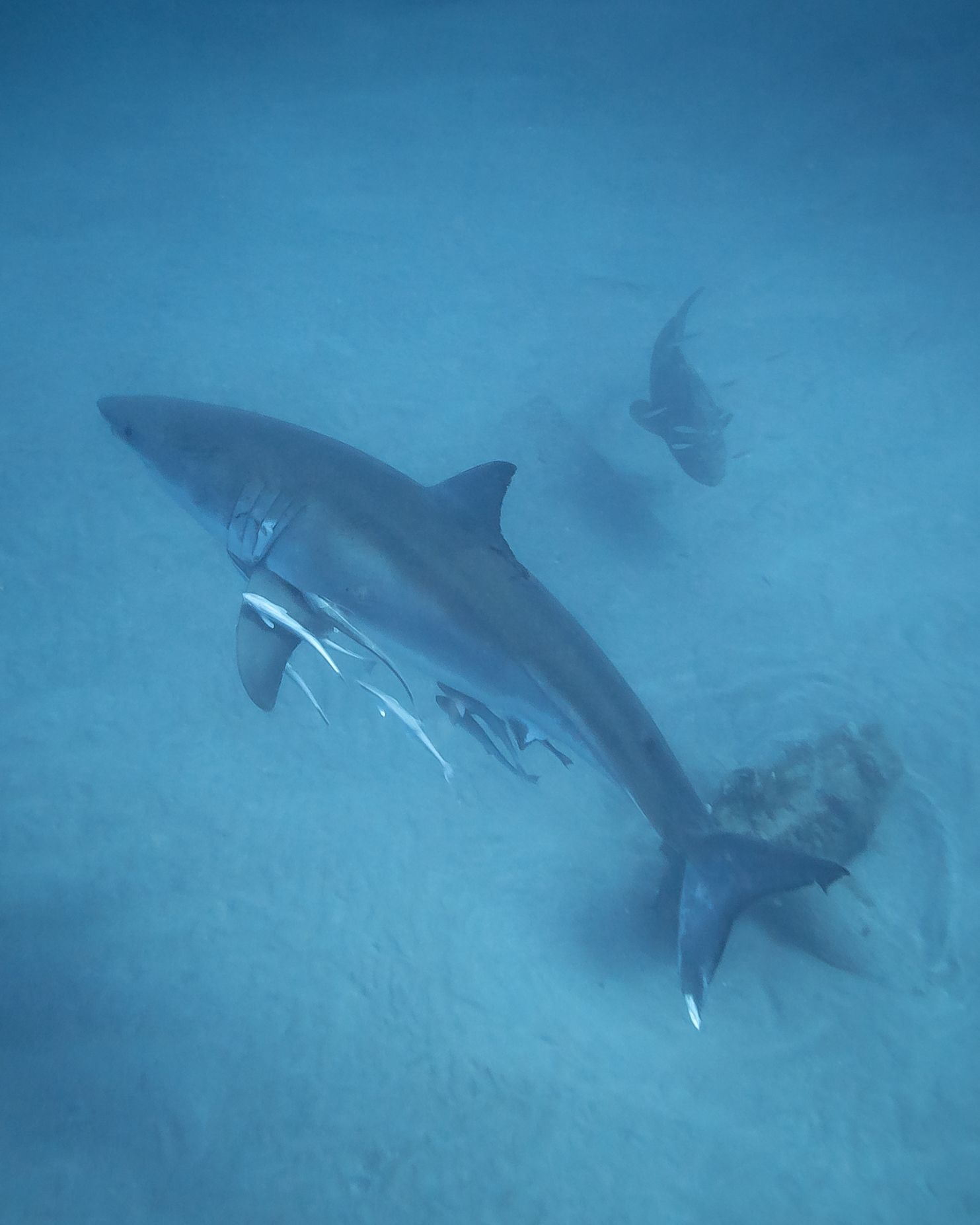 divers encounter great white shark off jupiter